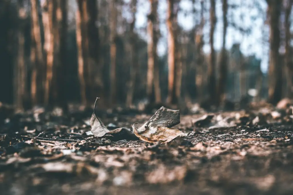 vuur heeft een dubbele betekenis, van vernietiging tot een nieuw begin in het bos