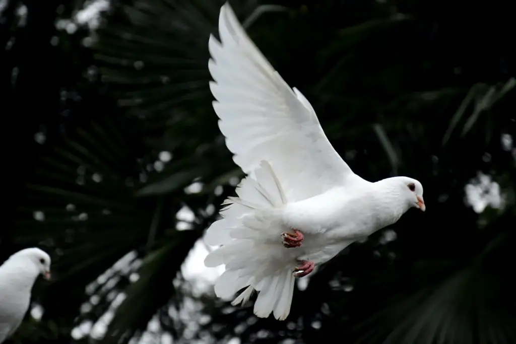 witte duiven zijn een symbool van hoop en zuiverheid