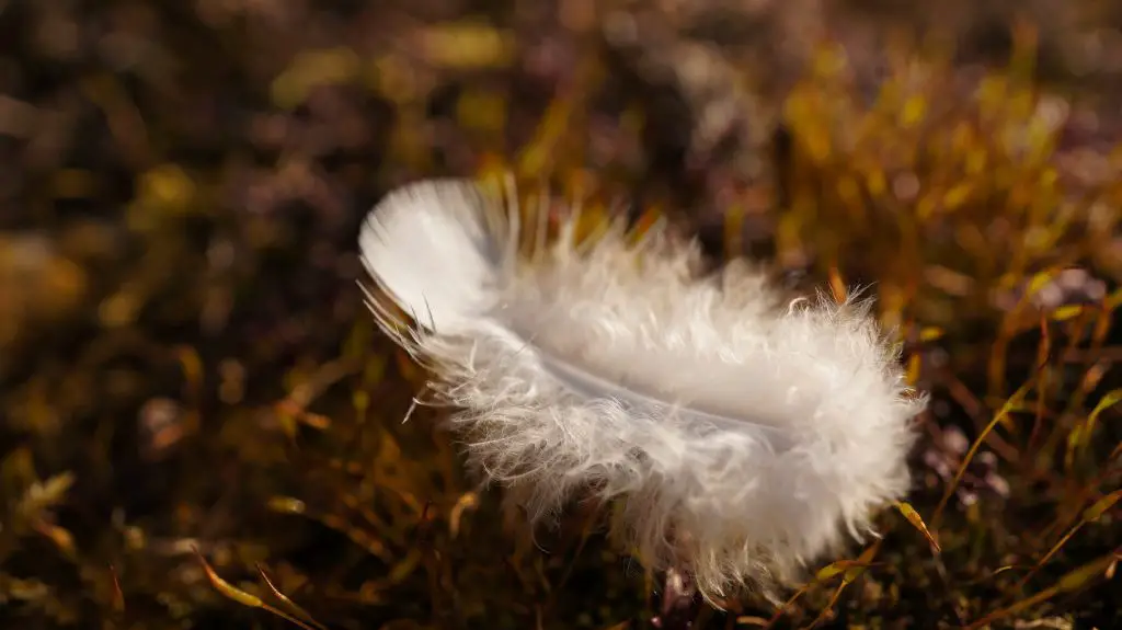 witte veren betekenis en symboliek