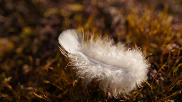 witte veren betekenis en symboliek