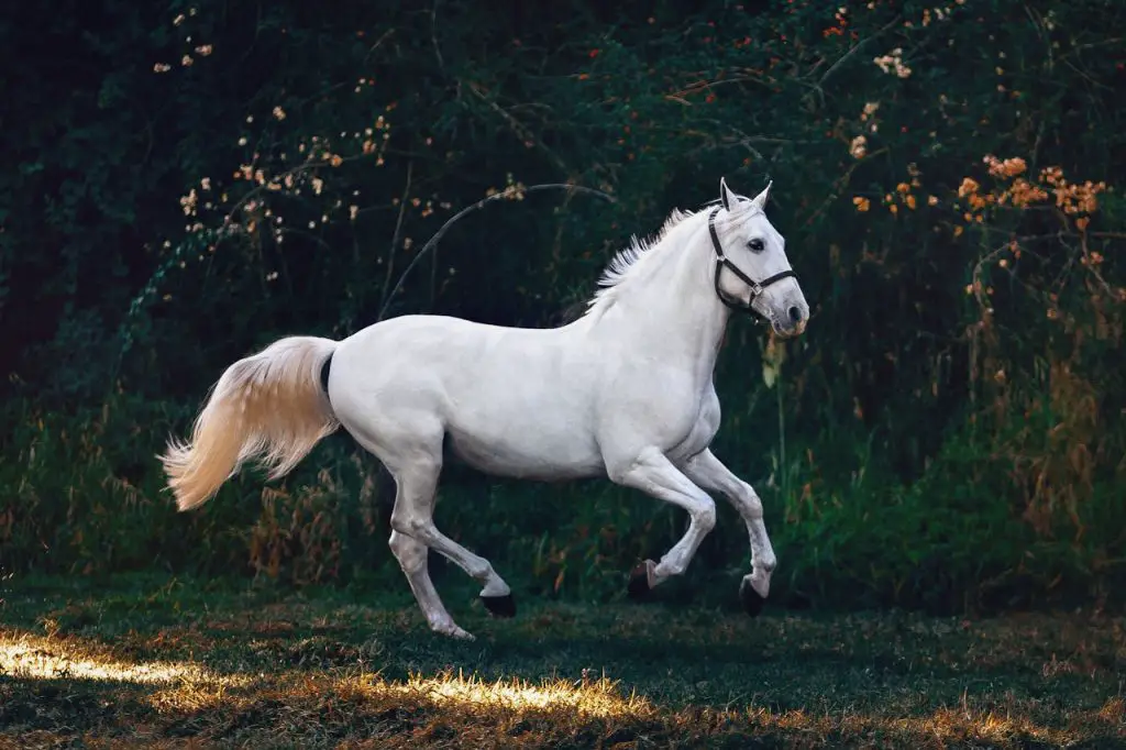 dit witte paard is een teken van spiritualiteit